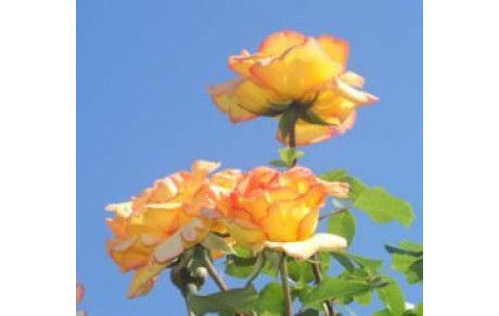 Martine nous a quitté!